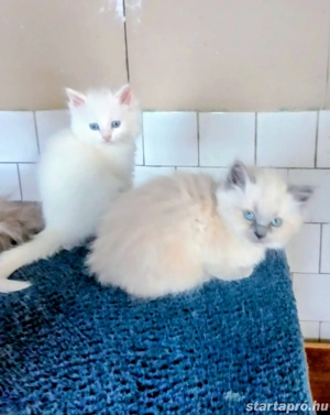 Ragdoll jellegű kislány  - kép 4