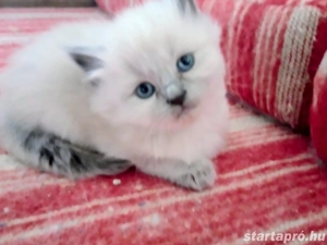 Ragdoll jellegű kislány  - kép 2