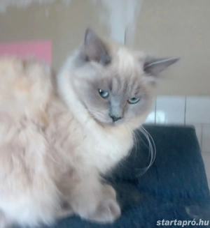 Ragdoll jellegű kislány  - kép 6