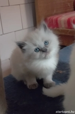 Ragdoll jellegű kislány  - kép 7
