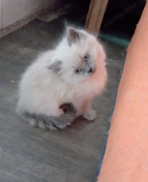 Ragdoll jellegű kislány  - kép 11