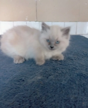 Ragdoll jellegű kislány  - kép 12