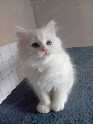 Eladók ragdoll jellegű kiscicák - kép 2