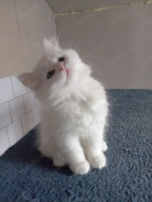 Eladók ragdoll jellegű kiscicák - kép 8