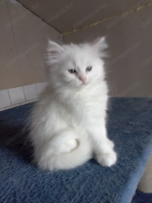 Eladók ragdoll jellegű kiscicák - kép 9