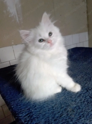 Eladók ragdoll jellegű kiscicák - kép 7