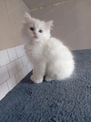 Eladók ragdoll jellegű kiscicák - kép 17