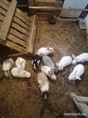 Nyuszik új gazdit keresnek  - kép 2