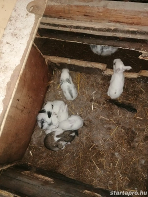 Nyuszik új gazdit keresnek  - kép 3