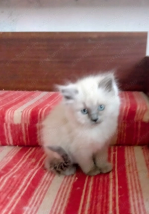 Ragdoll jellegű kislány  - kép 16