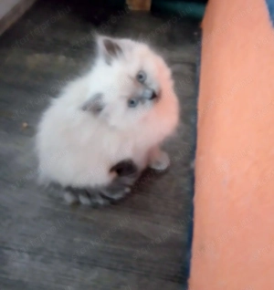 Ragdoll jellegű kislány  - kép 13