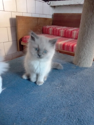 Ragdoll jellegű kislány  - kép 17