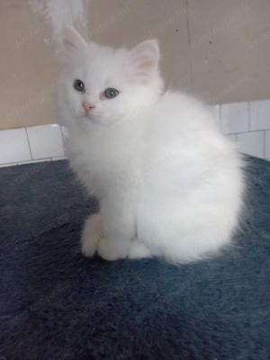 Eladók ragdoll jellegű kiscicák - kép 10