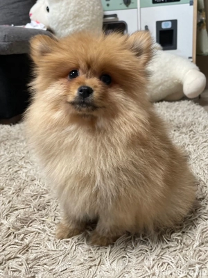 Törpe spitz kiskutya