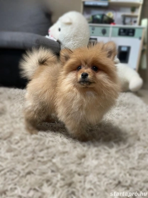 Törpe spitz kiskutya - kép 2