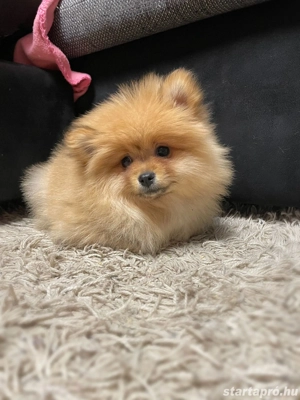 Törpe spitz kiskutya - kép 3