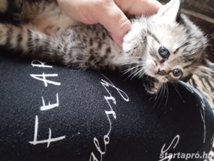 Brit babacic k - kép 3