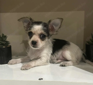 Csivava extramini kislány bocifoltos  - kép 2