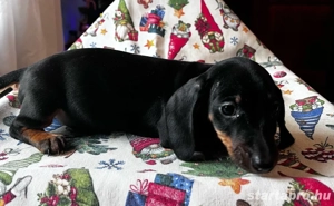 Törpe tacskó kölykök!  - kép 2