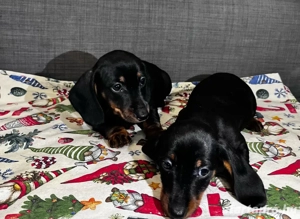 Törpe tacskó kölykök!  - kép 3