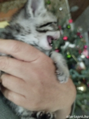 Brit cicusok - kép 2