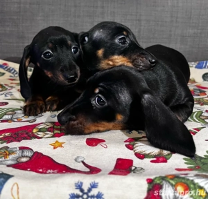 Törpe tacskó kölykök!  - kép 5