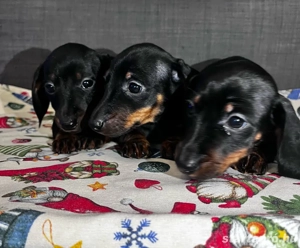 Törpe tacskó kölykök!  - kép 4