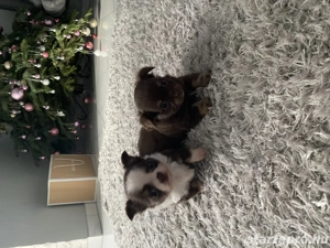 Csivava kis kutyusok - kép 2