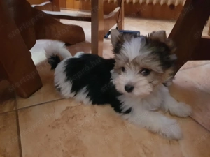 Yorkshire  terrier Yorki biewer 3 hónapos kisfiú és kislány 2 x oltva, gazdit keres! - kép 3
