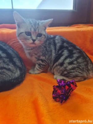 Brit rövid szőrű. - kép 2