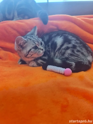 Brit rövid szőrű. - kép 3