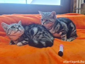 Brit rövid szőrű. - kép 5