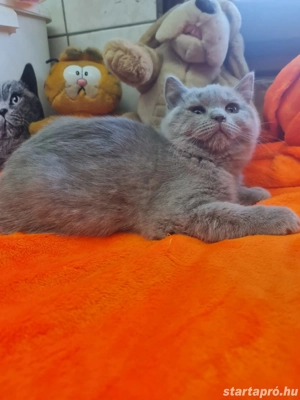 Brit rövid szőrű. - kép 6