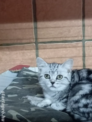 Brit rövid szőrű. - kép 7