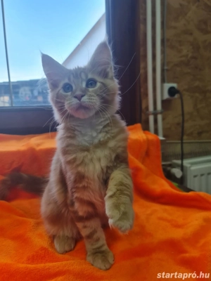 Maine coon cicák. - kép 4