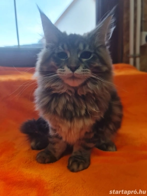 Maine coon cicák. - kép 2