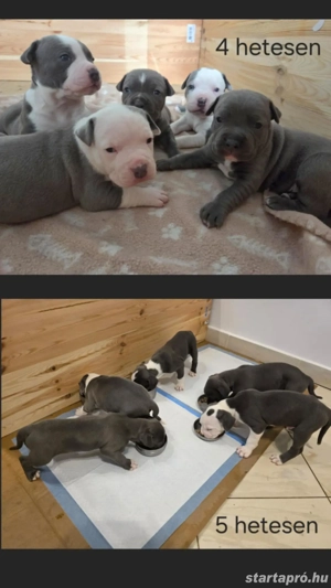Amerikai staffordshire terrier kölykök, kék - kép 2
