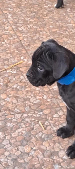 Eladó Cane Corso kiskutyák! - kép 4