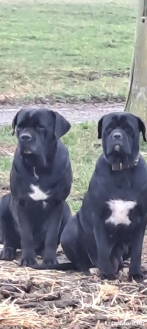 Eladó Cane Corso kiskutyák! - kép 5