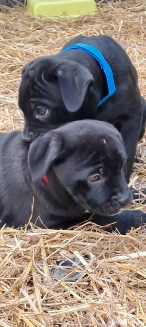 Eladó Cane Corso kiskutyák! - kép 2