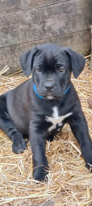 Eladó Cane Corso kiskutyák! - kép 3
