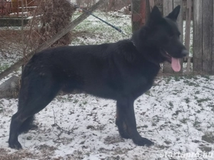 Német juhász, németjuhász - kép 5