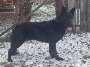 Német juhász, németjuhász - kép 6