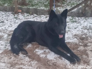 Német juhász, németjuhász - kép 2