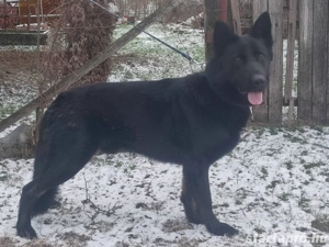 Német juhász, németjuhász - kép 4