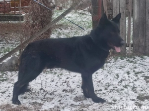 Német juhász, németjuhász - kép 7