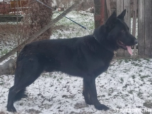 Német juhász, németjuhász - kép 3