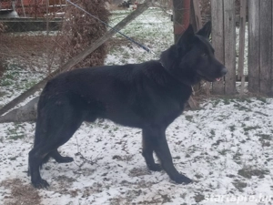 Német juhász, németjuhász - kép 8