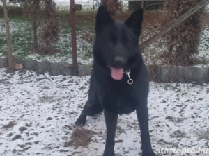 Német juhász, németjuhász - kép 10