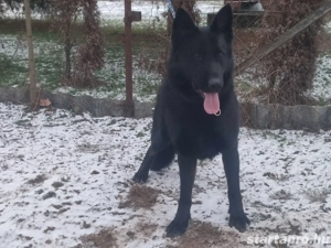 Német juhász, németjuhász - kép 9